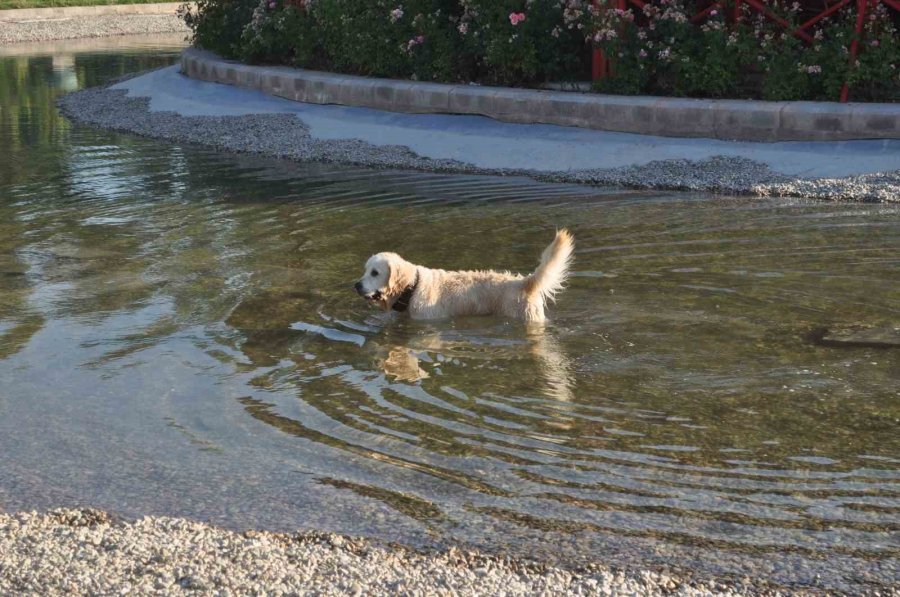 Sıcaktan Bunalan Sevimli Köpek Çözümü Süs Havuzunda Buldu