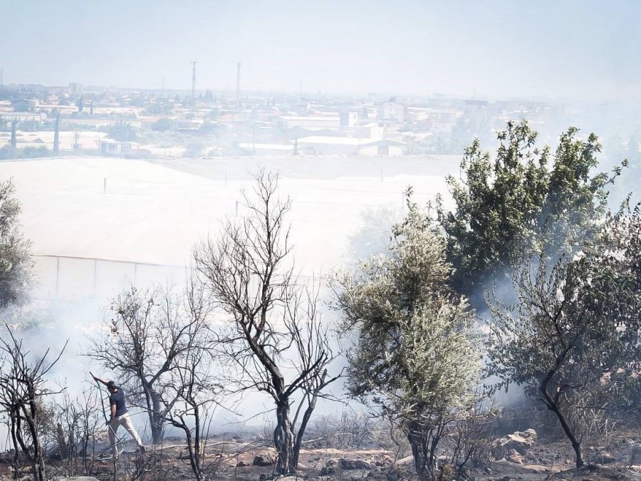 Antalya’da Çalılık Alanda Çıkan Yangın Kovanları Küle Çevirdi