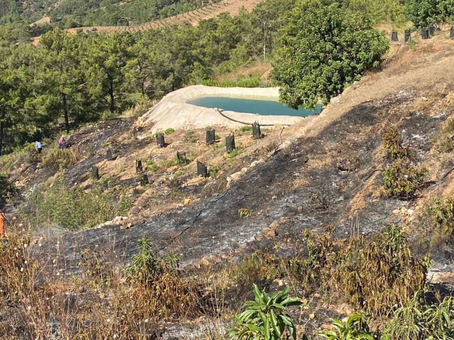 Gazipaşa’da Avokado Bahçesi Alevlere Teslim Oldu