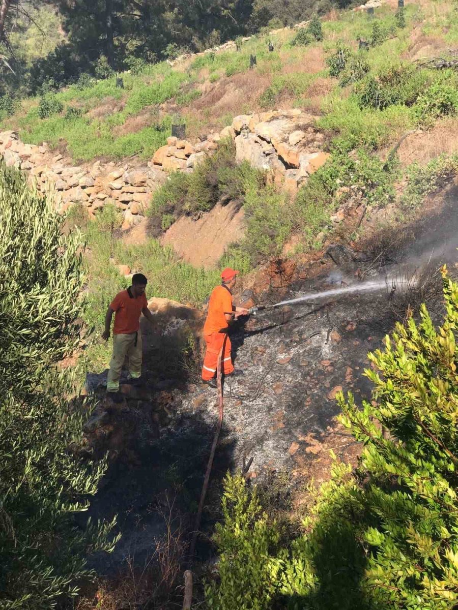 Gazipaşa’da Avokado Bahçesi Alevlere Teslim Oldu