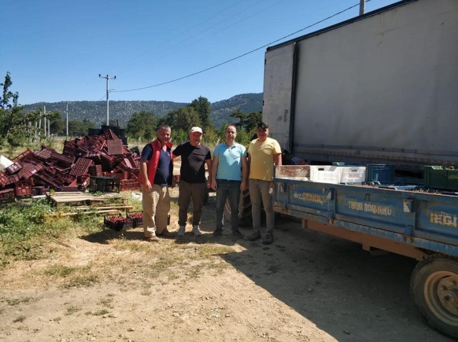 Beyşehir’de Kiraz Bahçelerinde Hasat Başladı