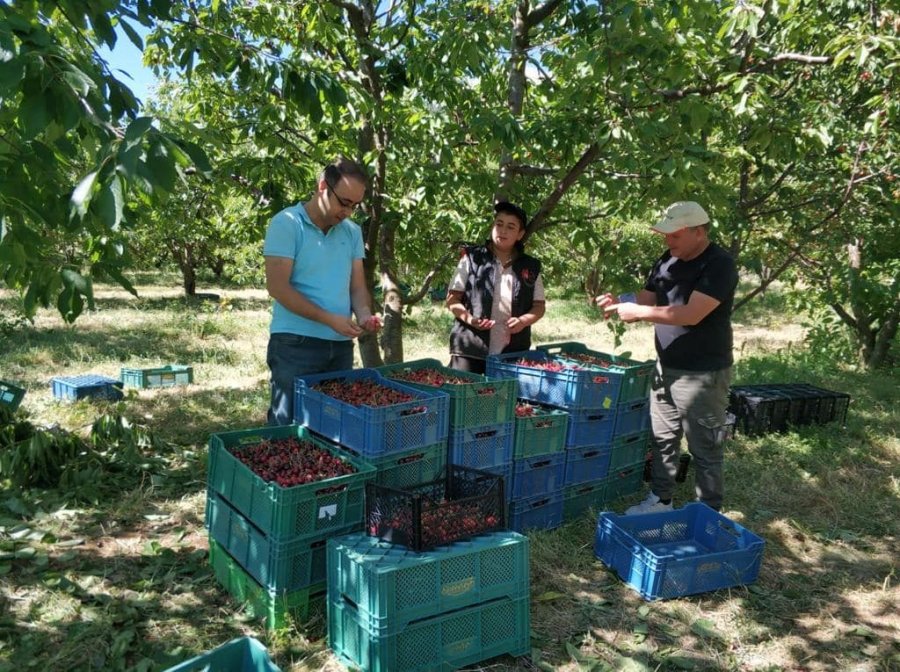 Beyşehir’de Kiraz Bahçelerinde Hasat Başladı