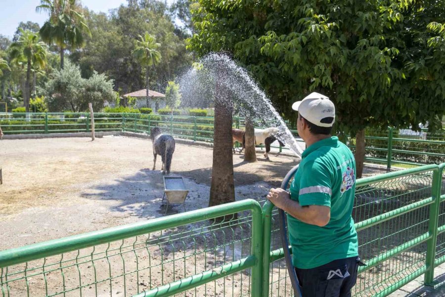 Sıcaktan Bunalan Hayvanlar Buzlu Meyve Ve Suyla Serinliyor