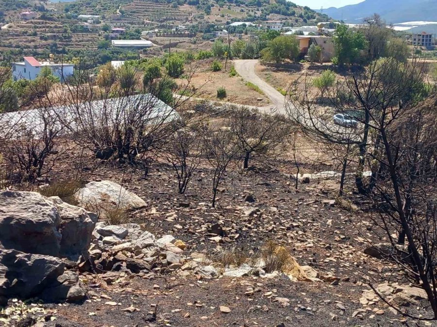 Alanya’da Avokado Bahçesinde Çıkan Yangında 9 Dönüm Alan Zarar Gördü