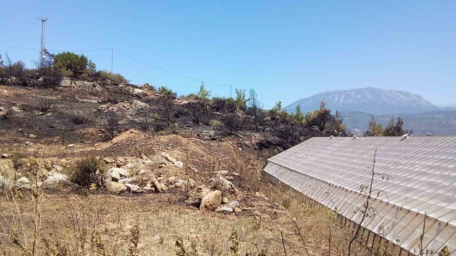 Alanya’da Avokado Bahçesinde Çıkan Yangında 9 Dönüm Alan Zarar Gördü