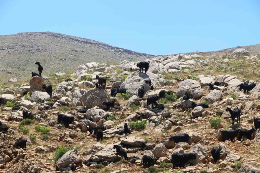 Antalya’nın “çoban Haritası” Çıkartılıyor