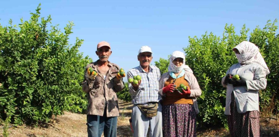 Türkiye’nin İlk ’lime’ Cinsi Limon Hasadı Silifke’de Yapıldı