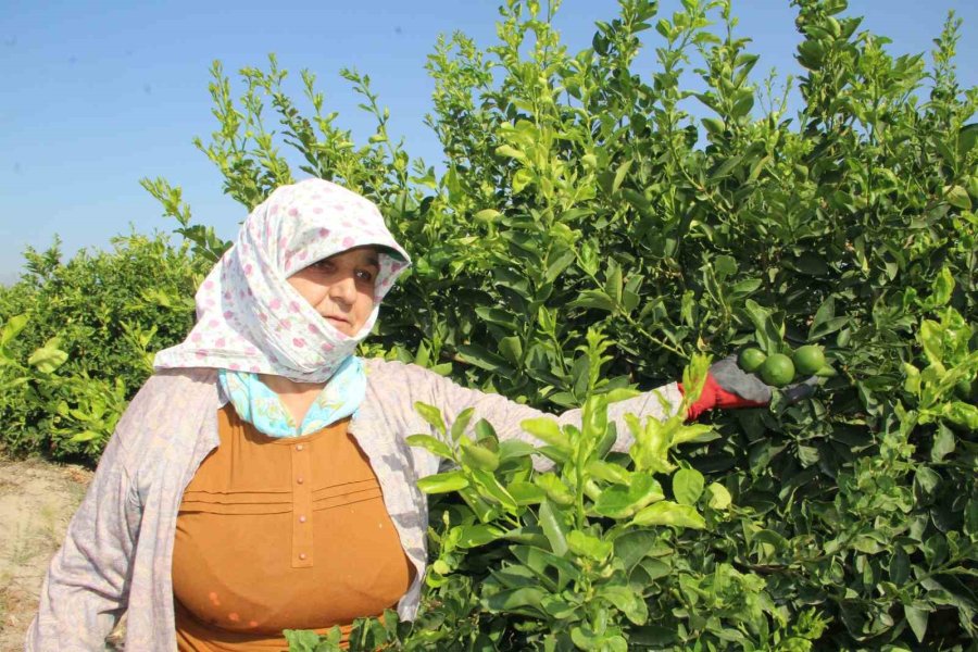 Türkiye’nin İlk ’lime’ Cinsi Limon Hasadı Silifke’de Yapıldı