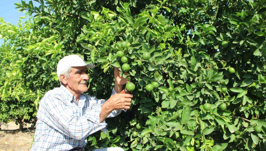 Türkiye’nin İlk ’lime’ Cinsi Limon Hasadı Silifke’de Yapıldı