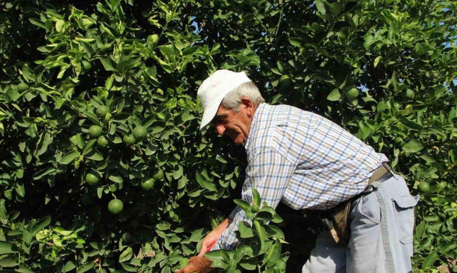 Türkiye’nin İlk ’lime’ Cinsi Limon Hasadı Silifke’de Yapıldı