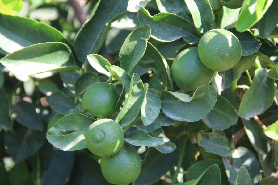 Türkiye’nin İlk ’lime’ Cinsi Limon Hasadı Silifke’de Yapıldı