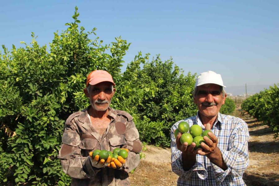 Türkiye’nin İlk ’lime’ Cinsi Limon Hasadı Silifke’de Yapıldı