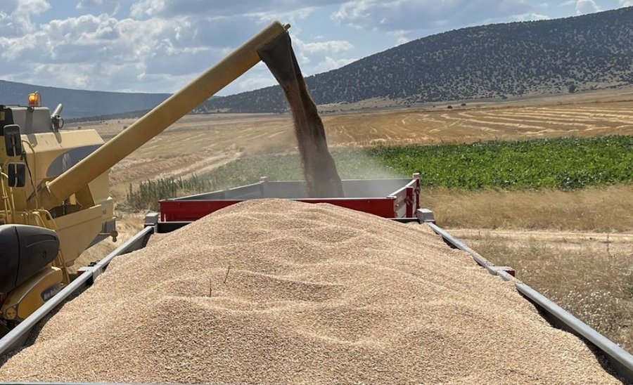 Çifteler İlçesinde Çiftçi Dönümden 1 Ton Buğday Hasat Etti