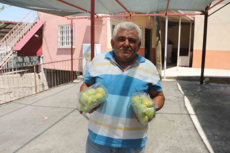 Mersin’in Beyaz Altını İncirde Hasat Başladı