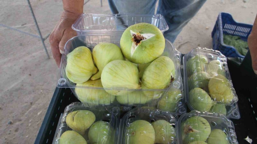 Mersin’in Beyaz Altını İncirde Hasat Başladı