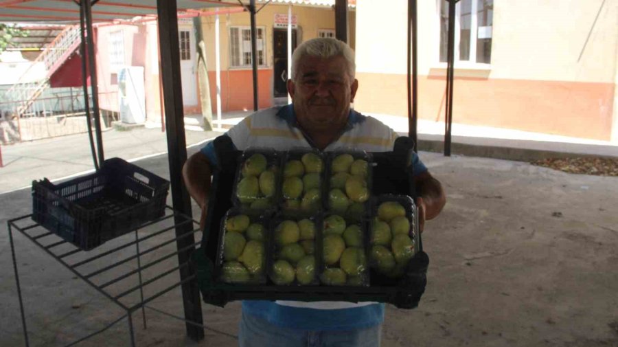 Mersin’in Beyaz Altını İncirde Hasat Başladı