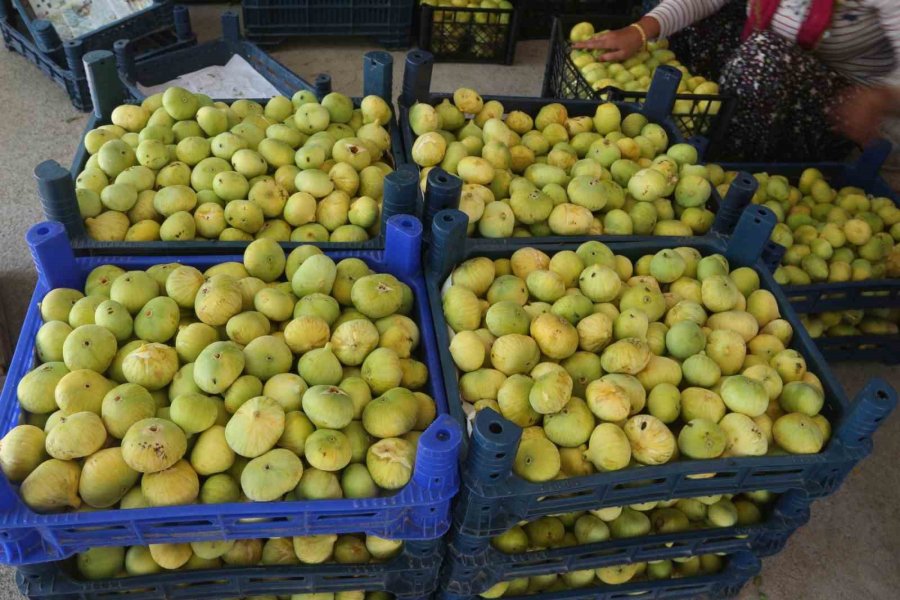 Mersin’in Beyaz Altını İncirde Hasat Başladı