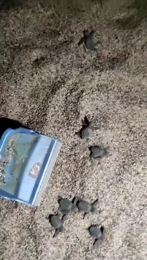 Caretta Carettalar Yuvalarından Çıkıp Denizle Buluştu