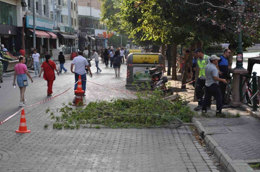 Eskişehir’de Facianın Eşiğinden Dönüldü: Ağaç Devrildi, 3’ü Çocuk 11 Kişi Altında Kaldı