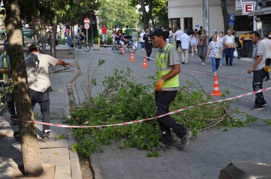 Eskişehir’de Facianın Eşiğinden Dönüldü: Ağaç Devrildi, 3’ü Çocuk 11 Kişi Altında Kaldı