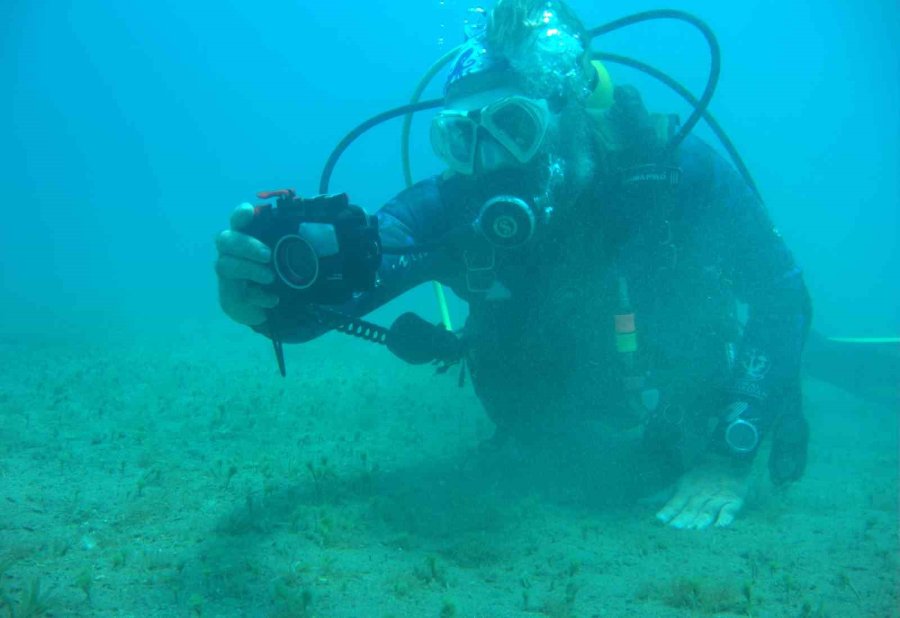 Doğu Akdeniz’i Göçmen Çayırı Sarmaya Başladı