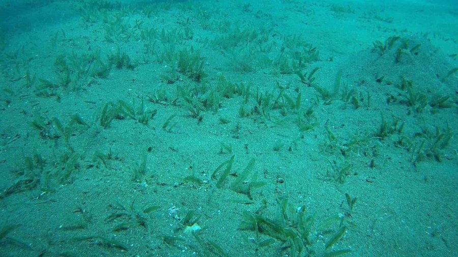 Doğu Akdeniz’i Göçmen Çayırı Sarmaya Başladı