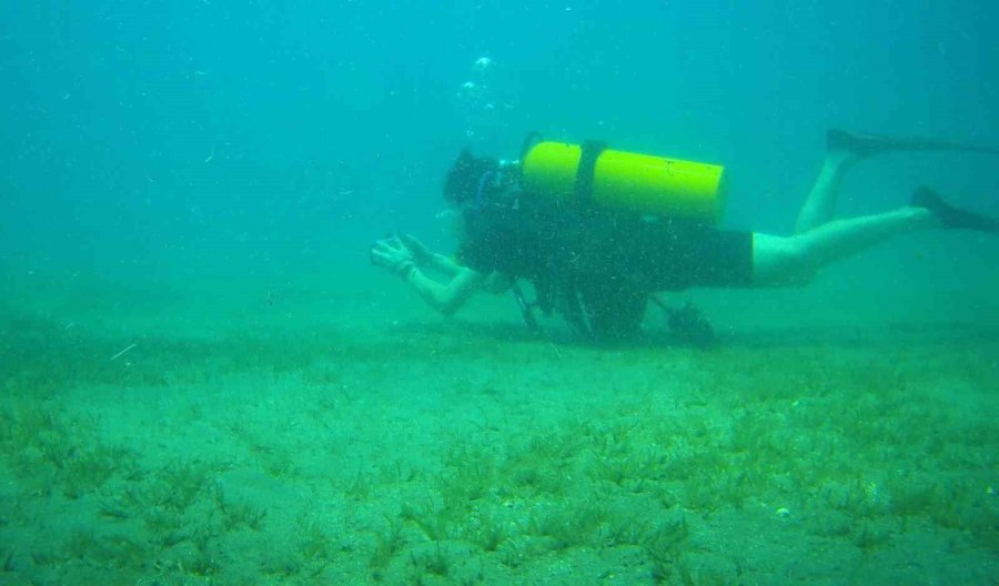 Doğu Akdeniz’i Göçmen Çayırı Sarmaya Başladı