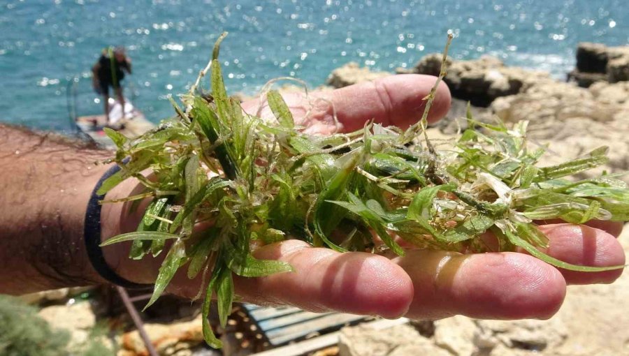 Doğu Akdeniz’i Göçmen Çayırı Sarmaya Başladı