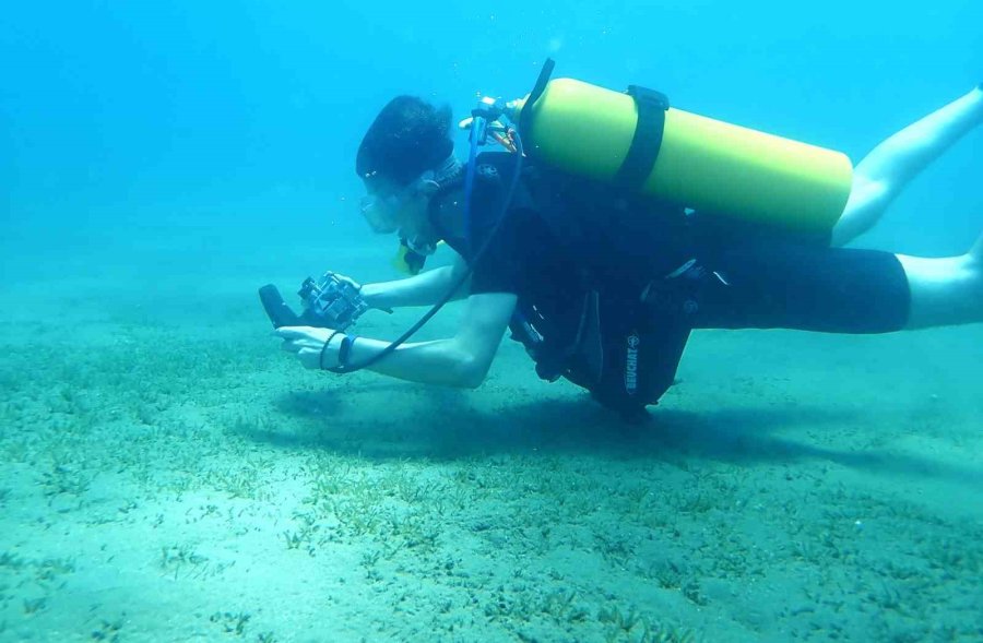 Doğu Akdeniz’i Göçmen Çayırı Sarmaya Başladı