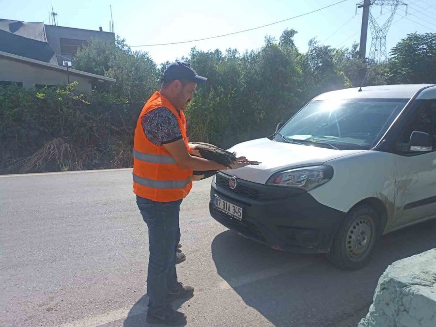 Antalya’ya Her Yıl Cami Kubbesine Yuva Yapan Leylek Bacakları Kırılmış Vaziyette Bulundu