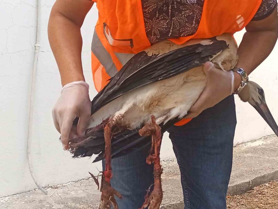 Antalya’ya Her Yıl Cami Kubbesine Yuva Yapan Leylek Bacakları Kırılmış Vaziyette Bulundu