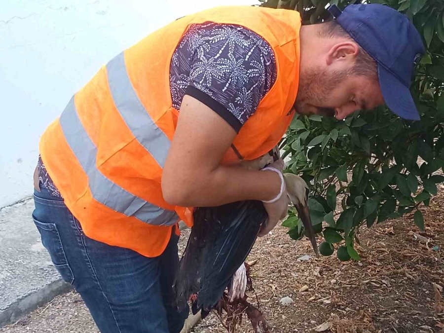 Antalya’ya Her Yıl Cami Kubbesine Yuva Yapan Leylek Bacakları Kırılmış Vaziyette Bulundu