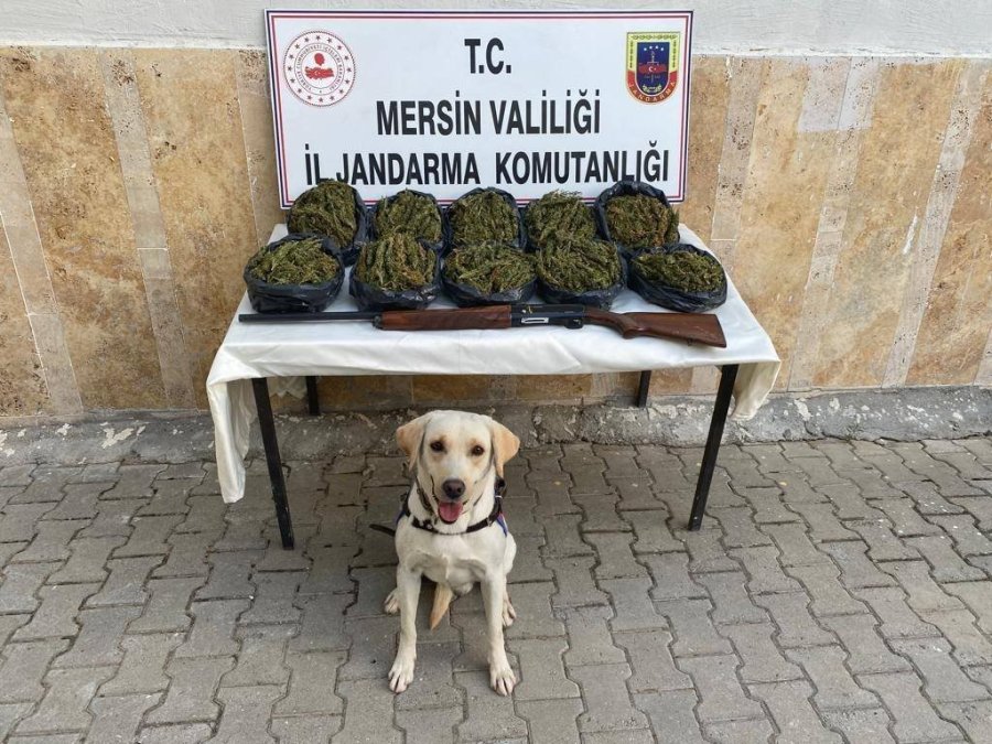 Mersin’de Operasyon: 24 Kilo Skunk Ele Geçirildi