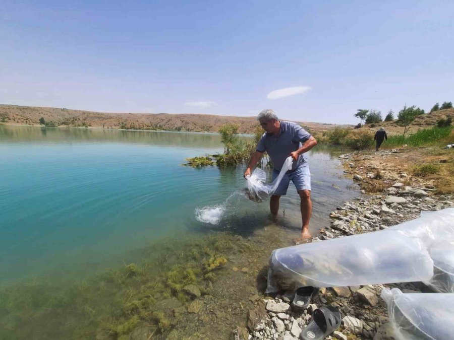 Korkuteli Göletlerine 83 Bin Adet Sazan Yavrusu Bırakıldı