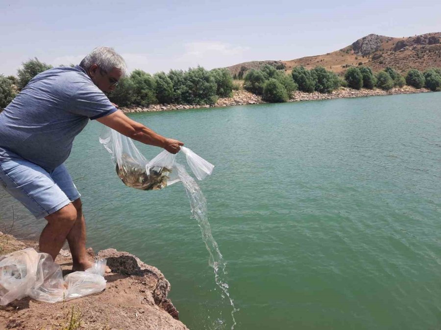 Korkuteli Göletlerine 83 Bin Adet Sazan Yavrusu Bırakıldı