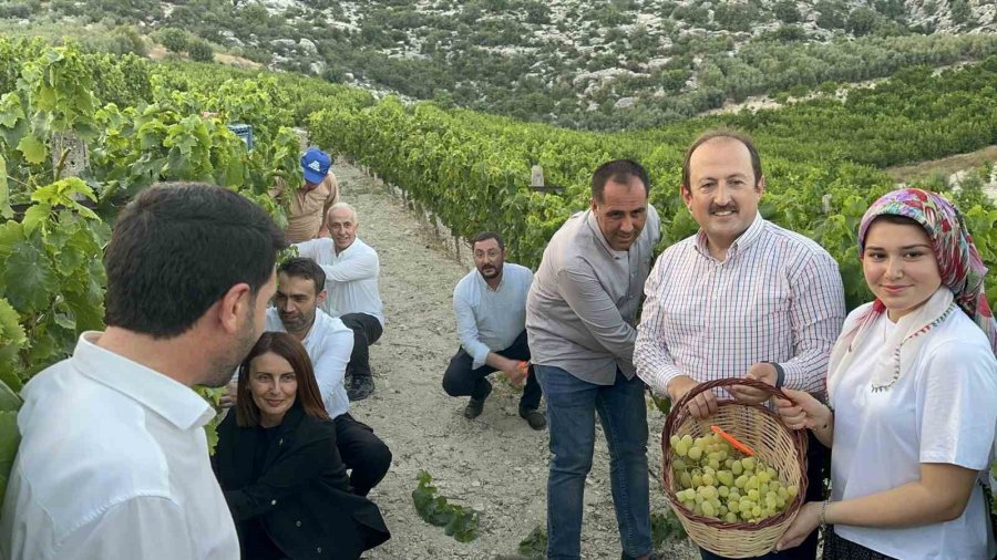 Mersin’de Üzüm Şenliği Coşkusu