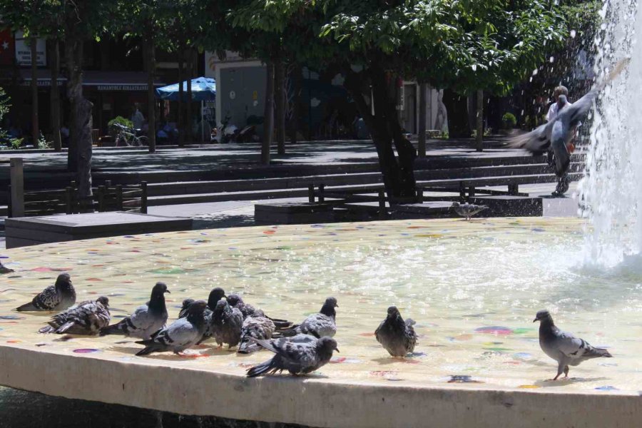 Eskişehir’de Sıcaktan Bunalan Güvercinler Süs Havazunda Serinliyor