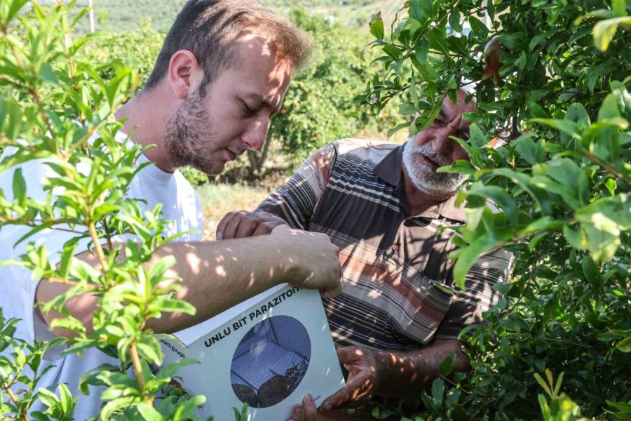 Büyükşehir’in Çiftçilere Faydalı Böcek Desteği Ara Vermedi