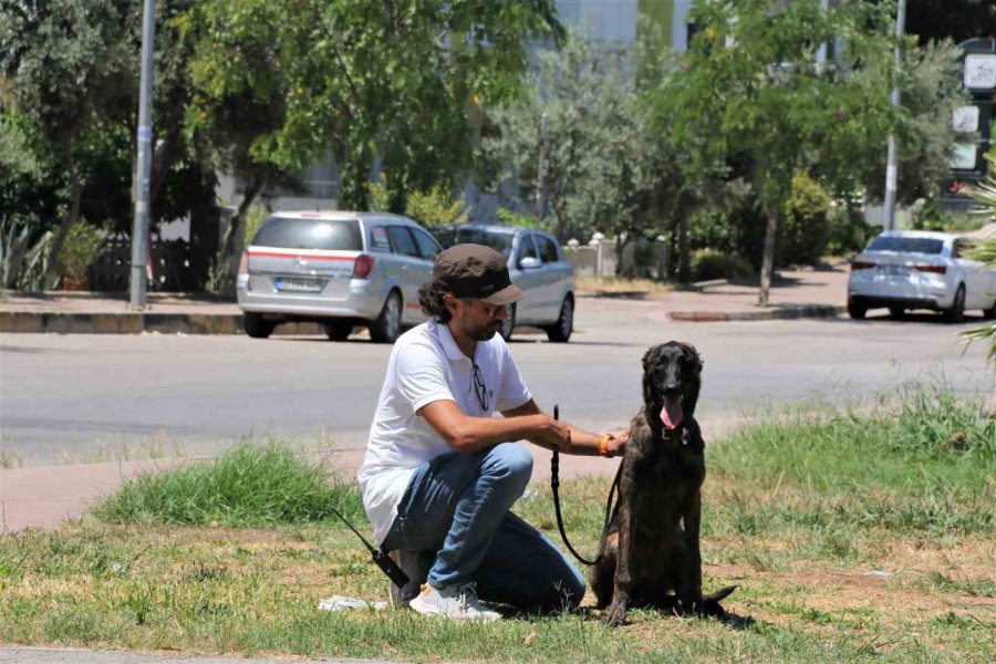 Türkiye’de Nadir Bulunup Barınaktan Kaçan Dutch Shepherd Cinsi Köpek İçin Seferber Oldular