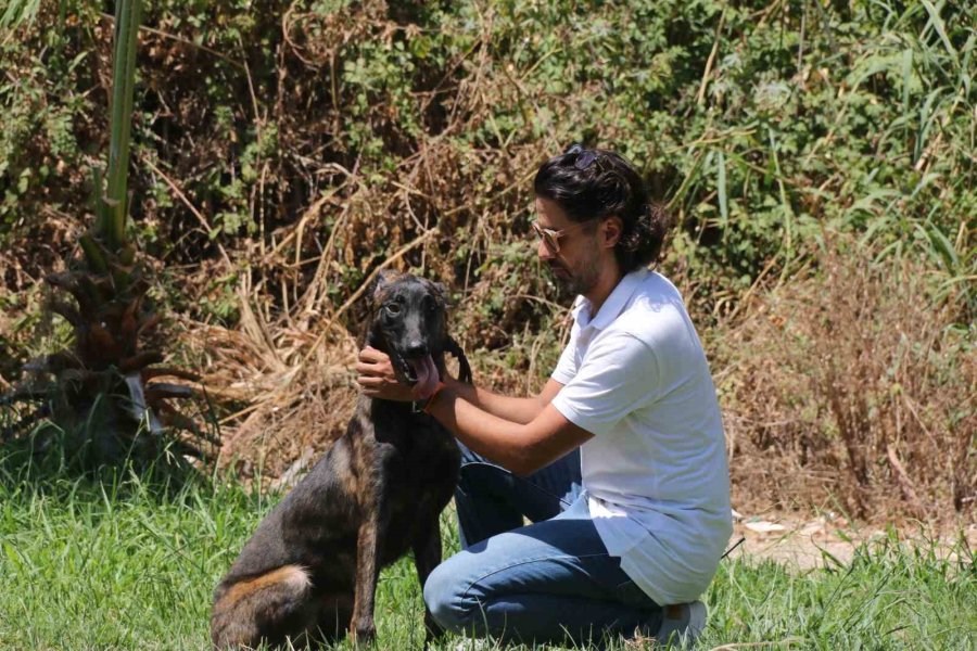 Türkiye’de Nadir Bulunup Barınaktan Kaçan Dutch Shepherd Cinsi Köpek İçin Seferber Oldular