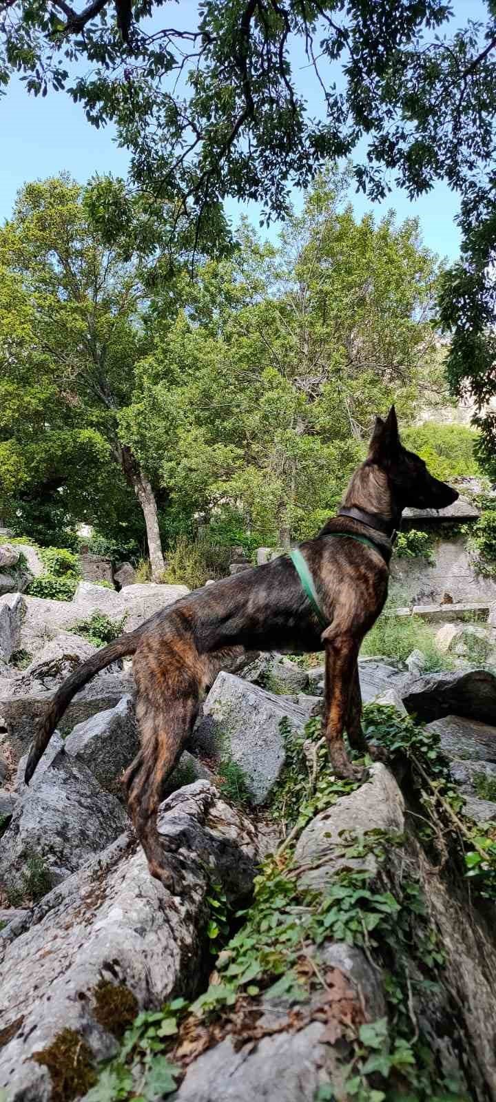 Türkiye’de Nadir Bulunup Barınaktan Kaçan Dutch Shepherd Cinsi Köpek İçin Seferber Oldular