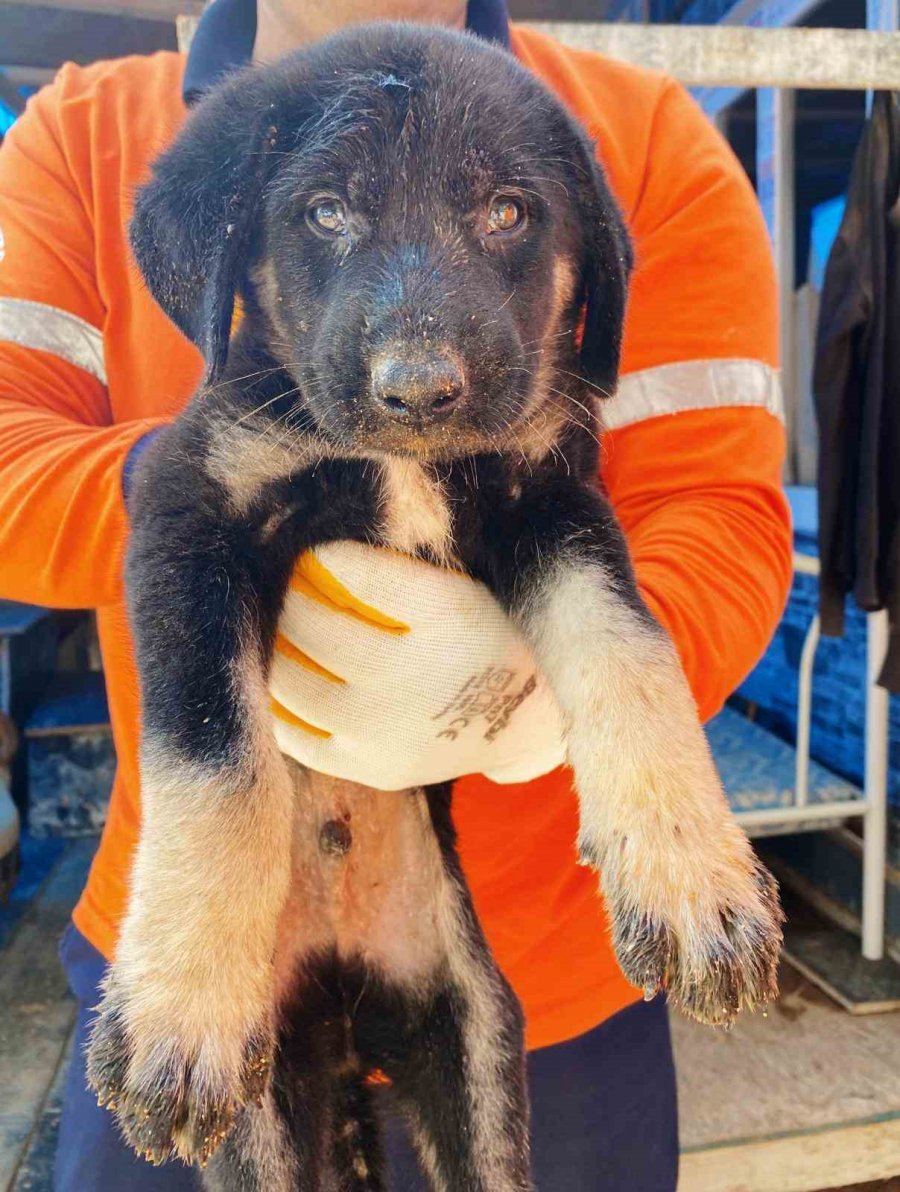 Asansör Kuyusuna Düşen Yavru Köpeği Belediye Ekipleri Kurtardı