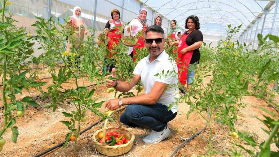 Sivrihisarlı Kadınlar İlk Domates Hasadını Gerçekleştirdi