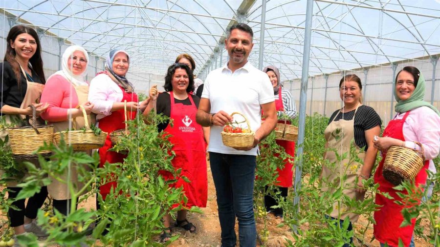 Sivrihisarlı Kadınlar İlk Domates Hasadını Gerçekleştirdi