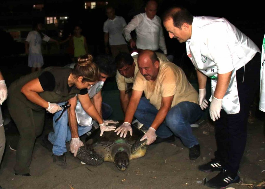 60 Yaşındaki Deniz Kaplumbağaları Tedavi Sonrası Tekrar Denizle Buluştu