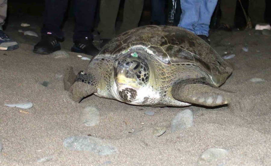 60 Yaşındaki Deniz Kaplumbağaları Tedavi Sonrası Tekrar Denizle Buluştu