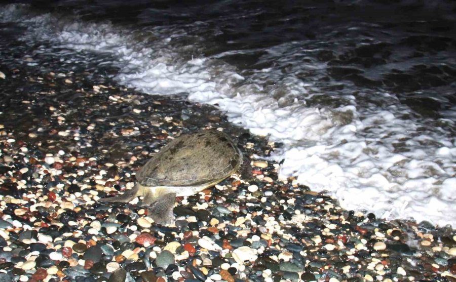 60 Yaşındaki Deniz Kaplumbağaları Tedavi Sonrası Tekrar Denizle Buluştu