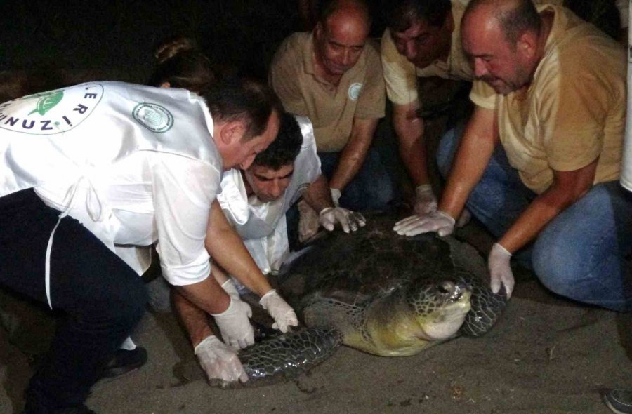 60 Yaşındaki Deniz Kaplumbağaları Tedavi Sonrası Tekrar Denizle Buluştu