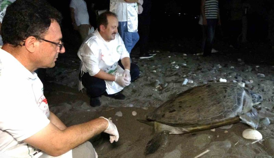 60 Yaşındaki Deniz Kaplumbağaları Tedavi Sonrası Tekrar Denizle Buluştu