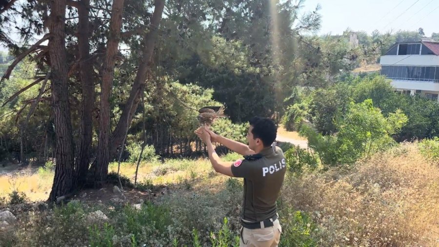 Sıcaktan Ölmek Üzere Olan Kerkenezi Polis Hayata Döndürdü